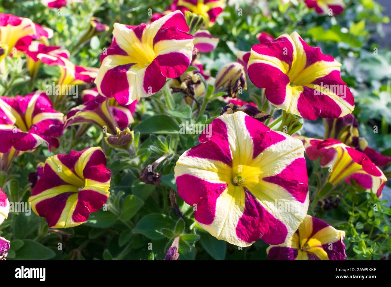 Buntes Bild der Blumen von Petunia Grandiflora mit wunderschönem violettem und gelbem Muster Stockfoto