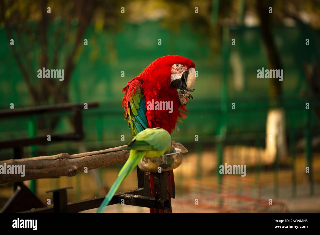 Porträt des farbenfrohen Scarlet Macaw Papagei mit grünem Papagei im Zoo, der Nüsse isst Stockfoto