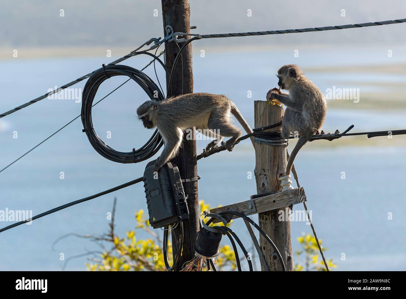 Hermanus, Westkaper, Südafrika. Dezember 2019. Zwei Vervet-Affen, die in der Nähe einer Stromanschlussbox auf einem Telegraphenmast oben auf essen und spielen Stockfoto