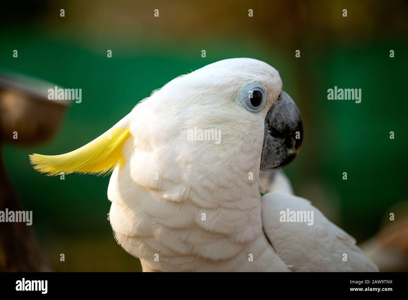 Porträt des Kakadus Papagei, gelb-gekrempter, weißer Papageienkopf in der Nähe Stockfoto