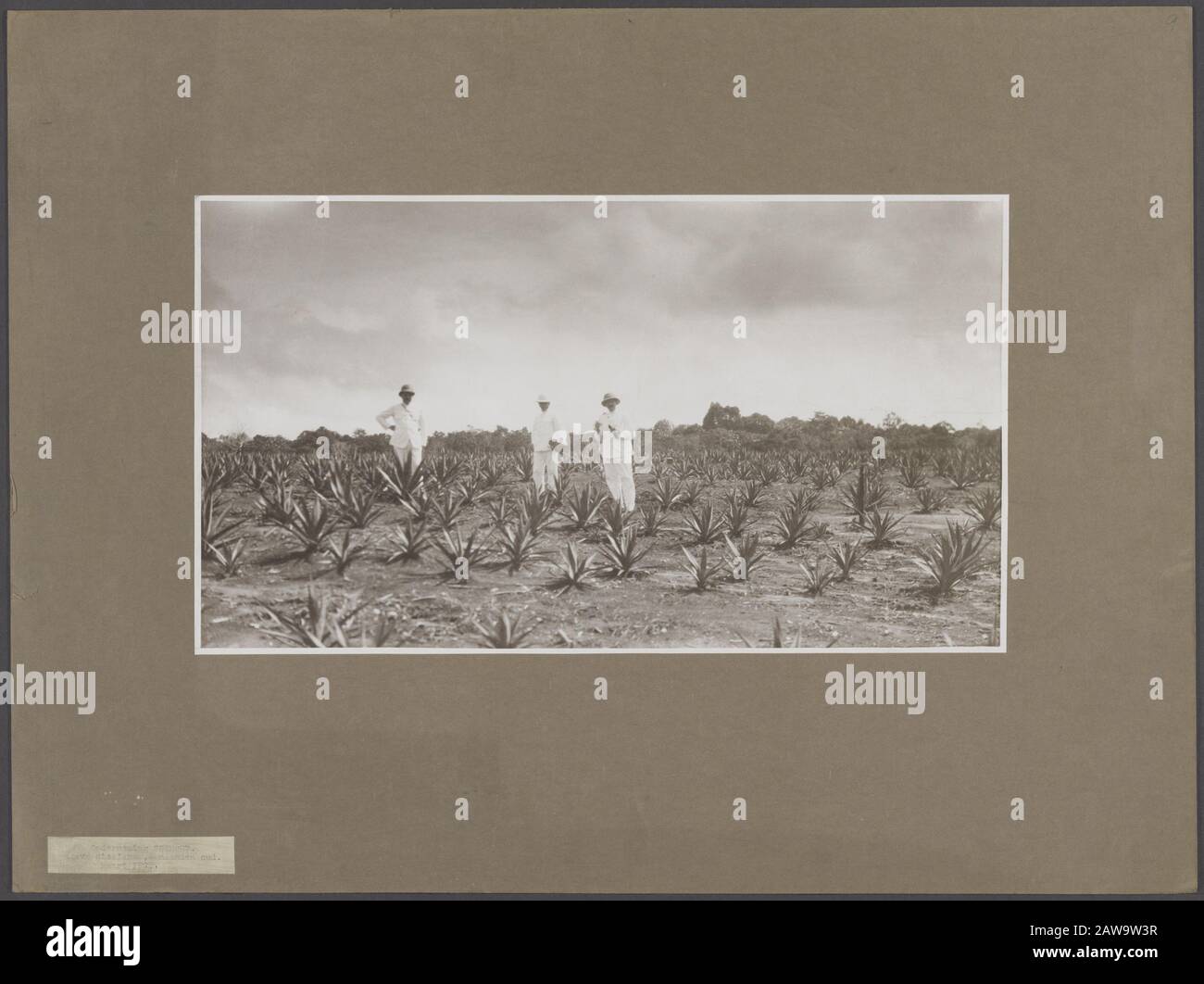 Deli Company: Offizielle Besuche, Jahrestage, lokale Herrscherunternehmen Soemoet. Agava sisalana 4 Monate alt. März 1925 Datum: März 1925 Standort: Indonesien, Niederländisch-Ostindien, Sumatra Stichwörter: Gebäude, Plantagen Stockfoto