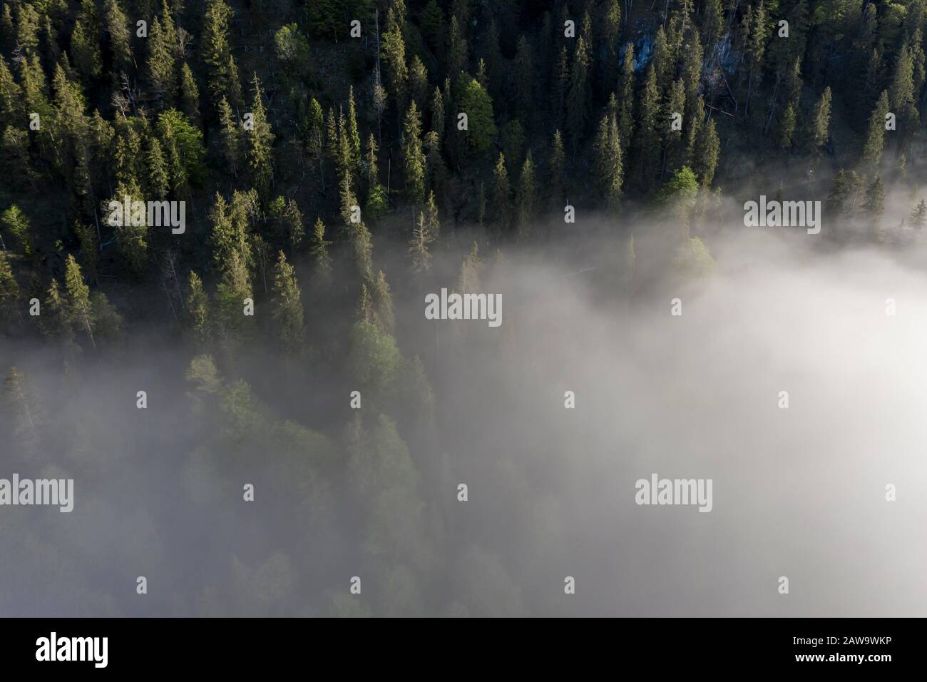 Berghang mit Wald- und Nebelwolken, hoher Nebel, bei Lenggries, Isarwinkel, Luftbild, Oberbayern, Bayern, Deutschland Stockfoto