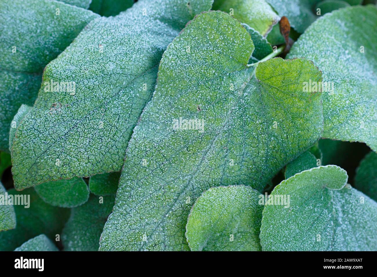 Phlomis russeliana frostig Fotos und Bildmaterial in hoher Auflösung