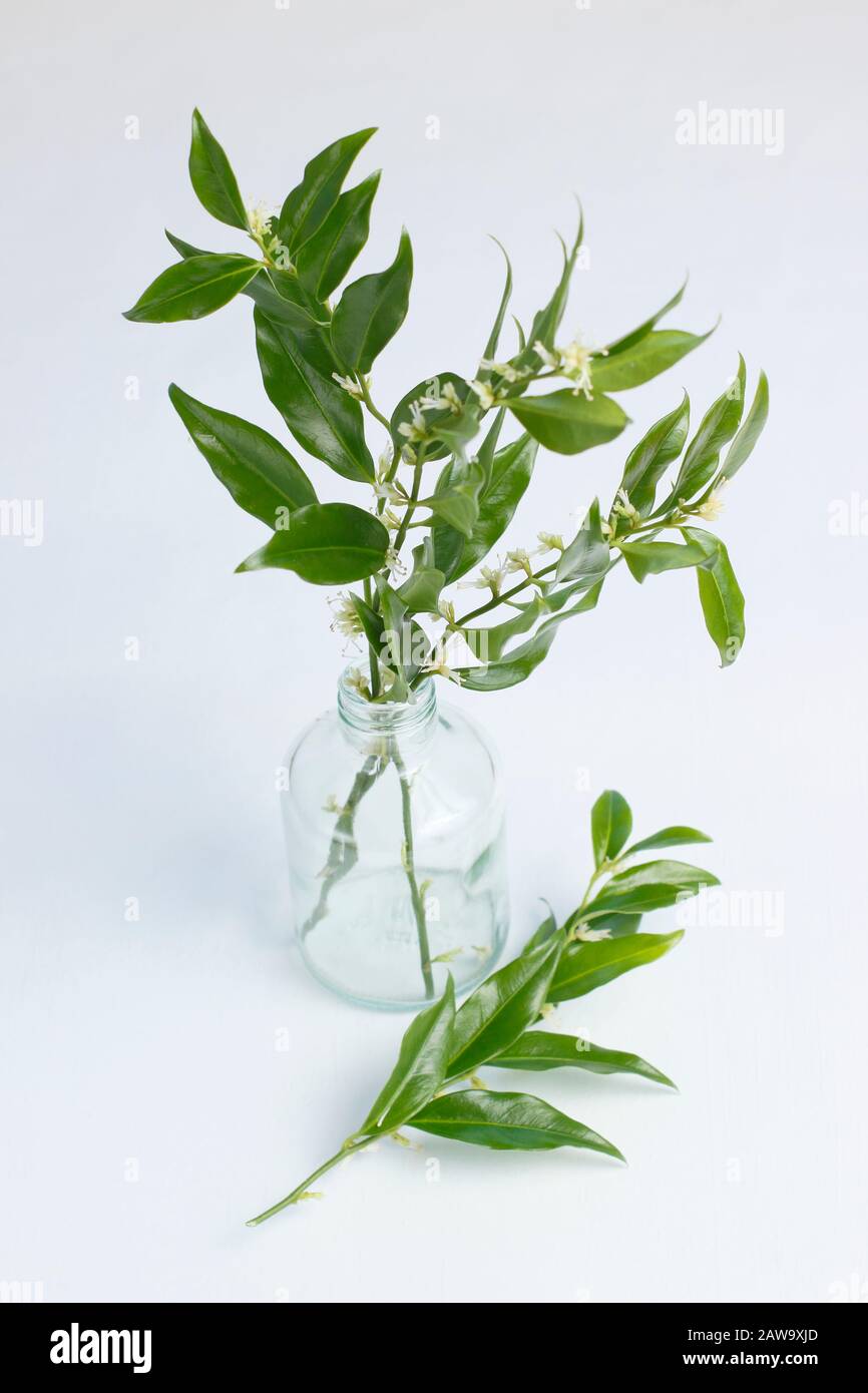 Sarcococca confusa. Blühende süße Winterkiste in einer Vase zum Duft eines Raumes. GROSSBRITANNIEN Stockfoto