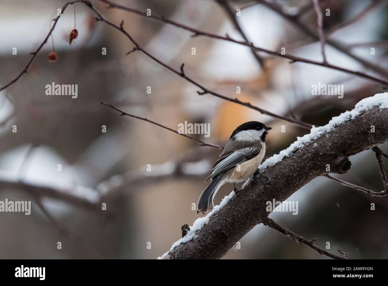 Schwarz kappte Chickadee in verschneiten krabbenapfeln. Stockfoto