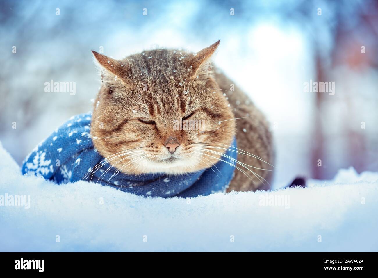 Porträt einer Katze mit gestricktem Schal. Im Winter liegt die Katze im Freien auf dem Schnee Stockfoto