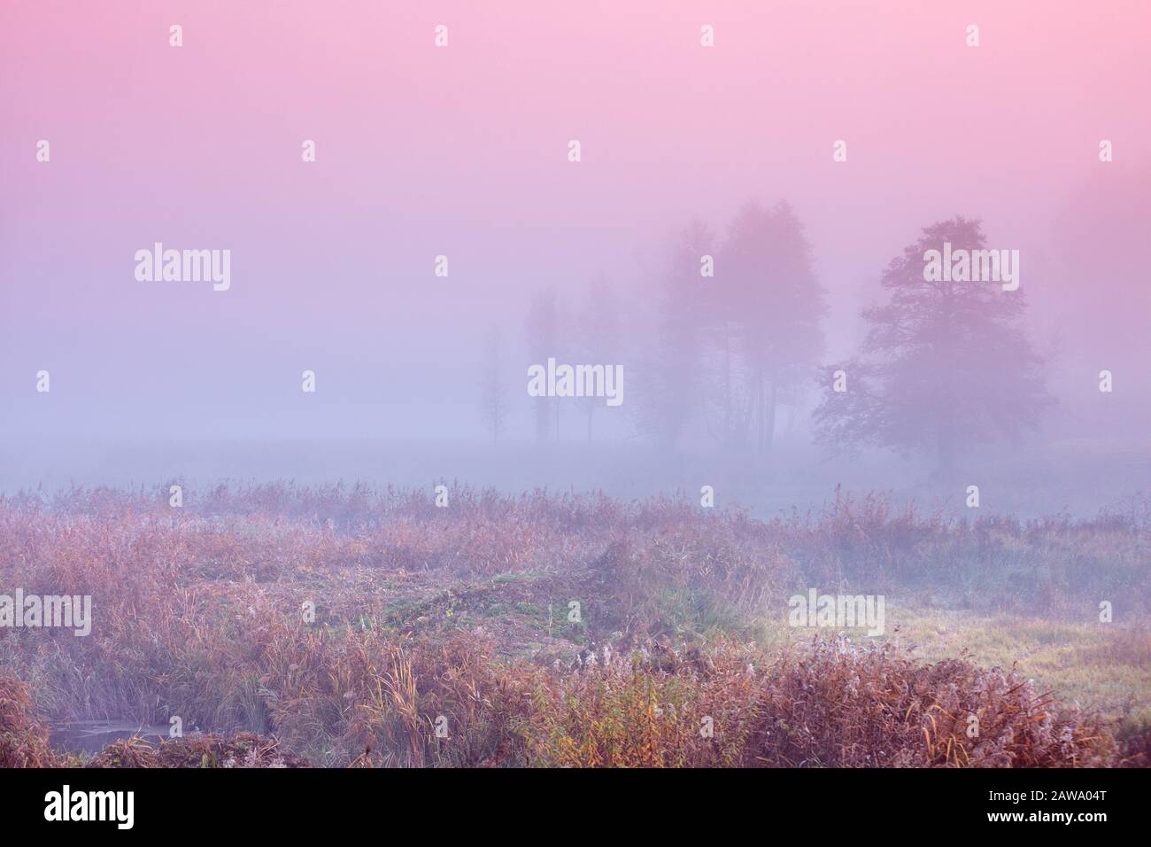 Früher nebliger Morgen. Sonnenaufgang auf der Wiese. Ländliche Landschaft im Herbst. Wildnis Stockfoto