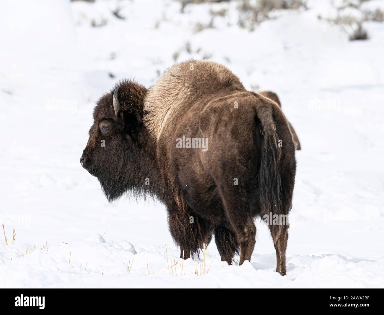 Im Yellowstone-Nationalpark im Schnee Stockfoto