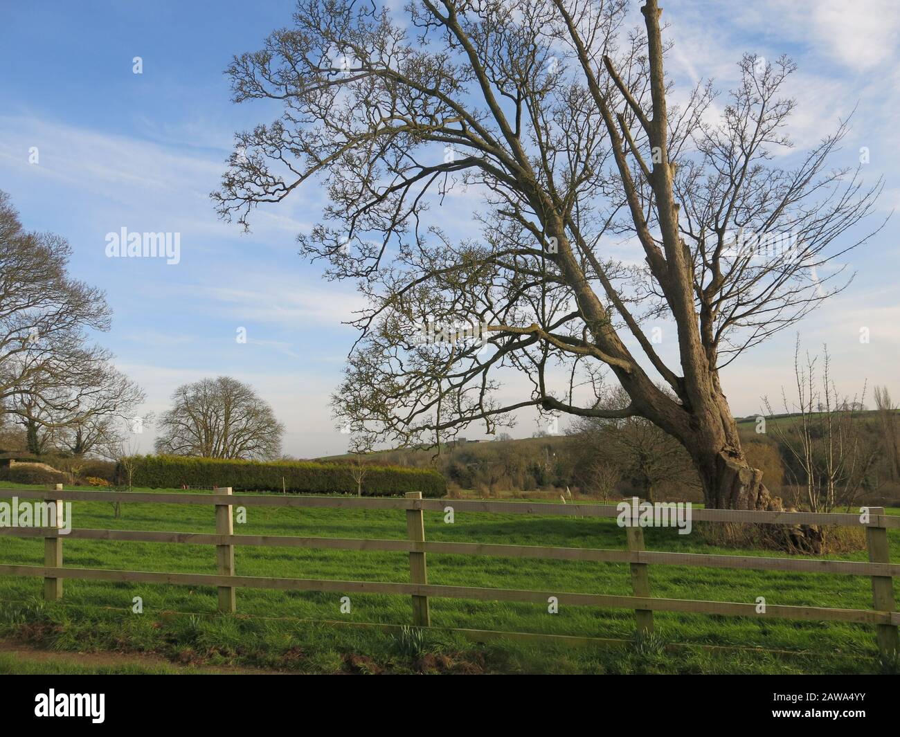 Typische englische Landschaft an einem hellen Wintertag: Holzzaunpfosten, reifer Baum, Felder aus grünem Gras und blauer Himmel. Stockfoto