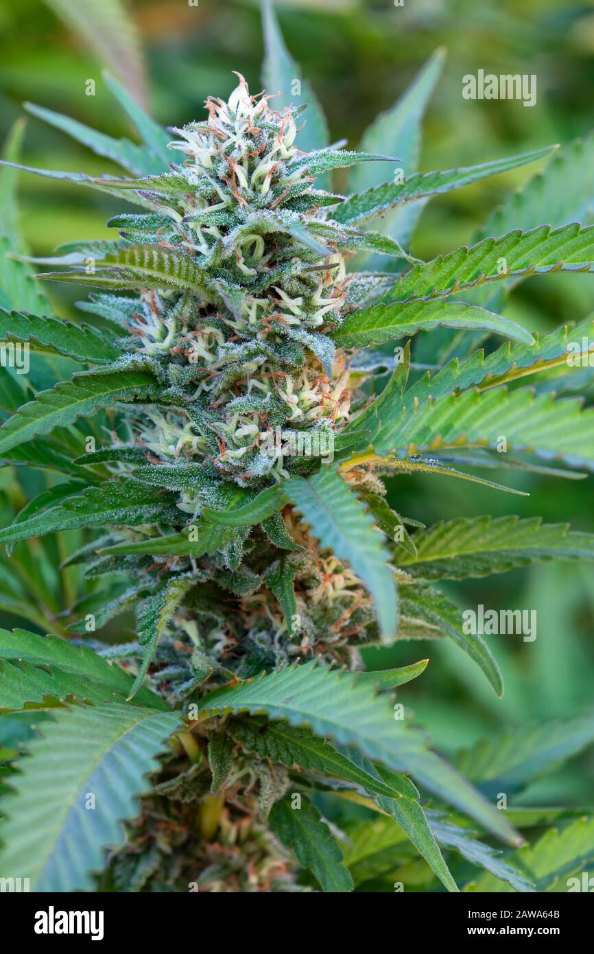 Cannabis Sativa "Harlequin"-blühende Pflanze, die im Gewächshaus im Staat Washington blüht. Stockfoto