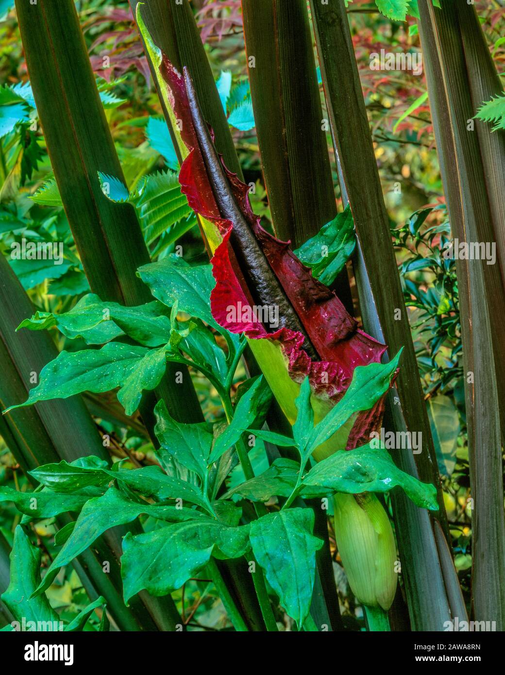 Dracunculus, Voodoo Lilie Arum Dracunculus, Zypressen Garten, Mill Valley in Kalifornien Stockfoto
