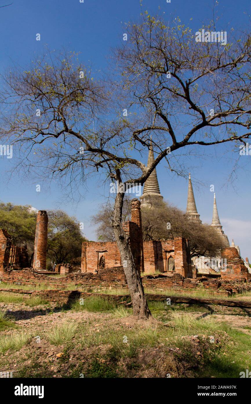 Tempelruinen in Ayutthaya, Thailand. Stockfoto