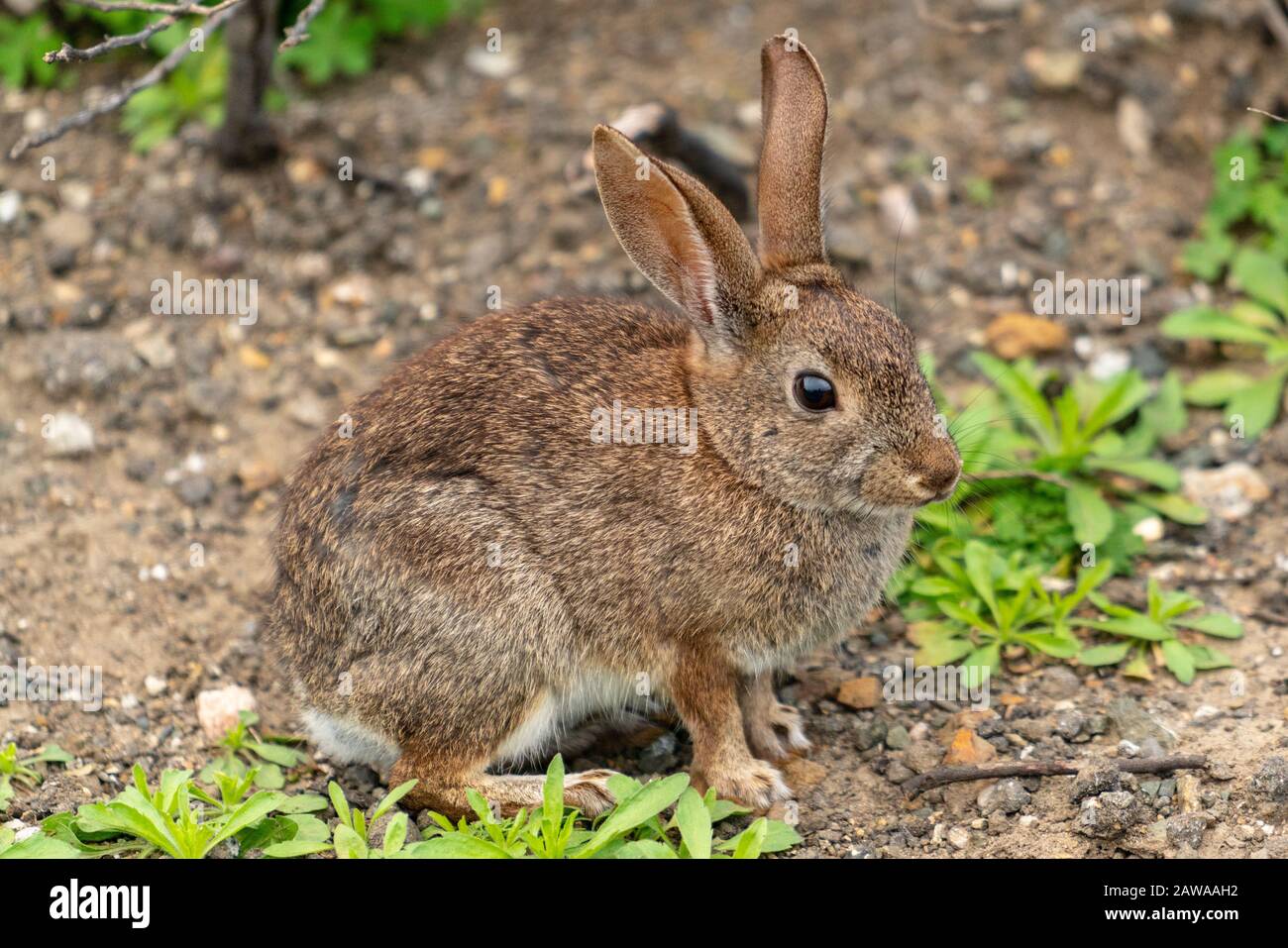 Kalifornisches Pinselkaninchen (wissenschaftlicher Name: Sylvilagus bachmani) Stockfoto