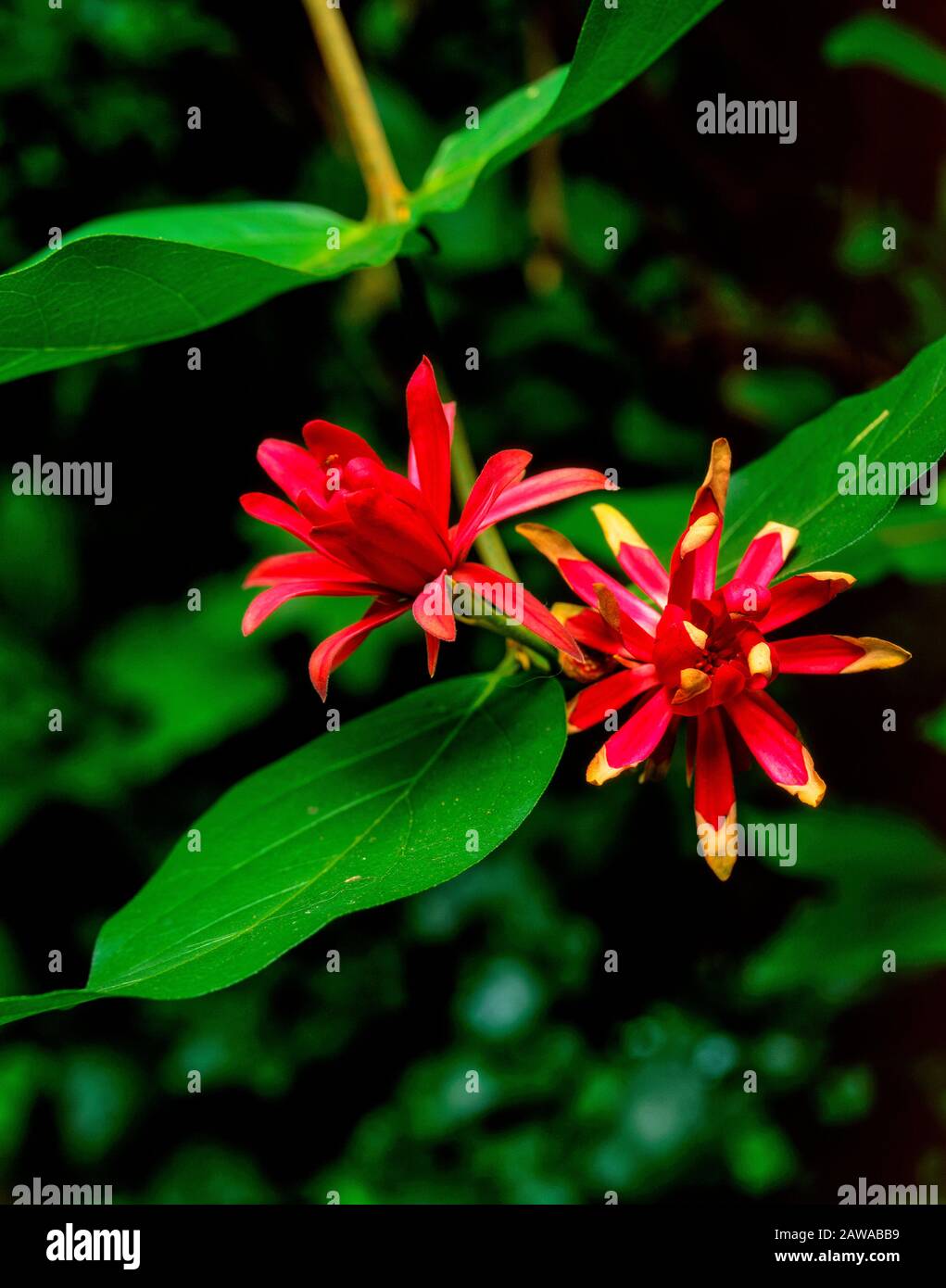 Spice Bush, Calycanthus occidentalis, Cypress Garden, Mill Valley California Stockfoto