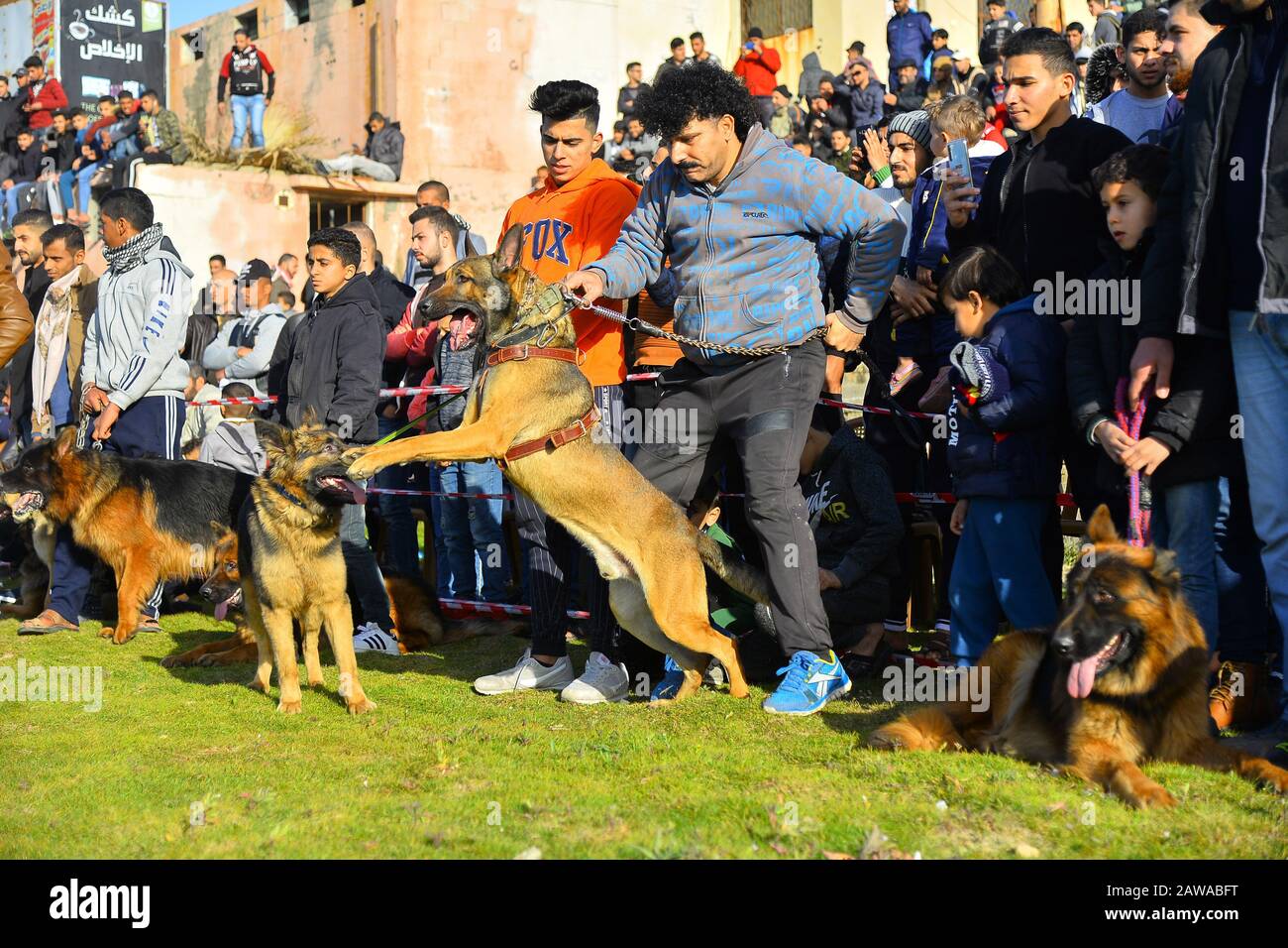 Gaza. Februar 2020. Palästinensische Züchter zeigen ihre Hunde während einer Hundeschau in Gaza-Stadt am 7. Februar 2020. Dutzende verschiedener Hunderassen nahmen am Freitag an einer Hundeschau Teil, die von örtlichen Hundezüchtern im Gazastreifen veranstaltet wurde. Kredit: Rizek Abdeljawad/Xinhua/Alamy Live News Stockfoto