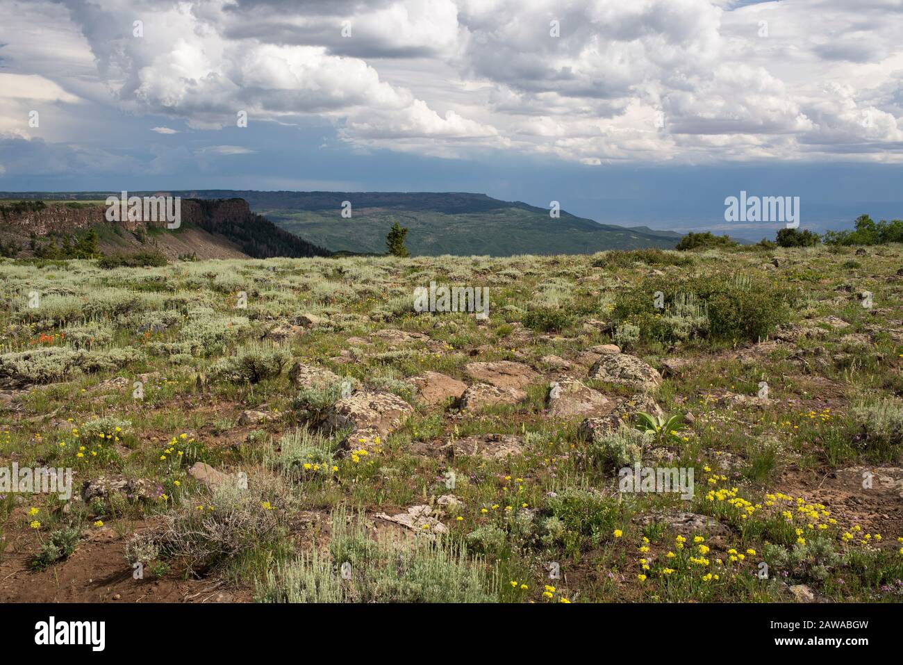 Der View Point auf dem Grand Mesa National Forest Colorado hat über 300 Seen. Wilde Blumen sind im Frühsommer reichlich vorhanden. Stockfoto