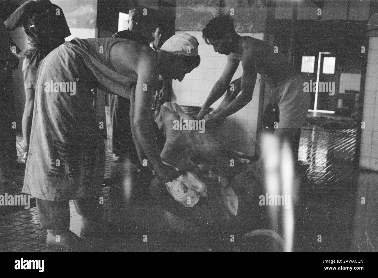 V.T. [Pflege- und Verkehrsdienst] Schlachthof in Medan Medan: Die Farm Unsere Letzte Hoffnung Pflege- und Verkehrsdienst nach Medan wurde gegründet, als Anfang 1946 die Lieferung von frischem Fleisch aus republikanischer Gegend durch die Republik verboten wurde Datum: 5. Mai 1948 Ort: Indonesien, Medan, Niederländische Ostindien, Sumatra Stockfoto
