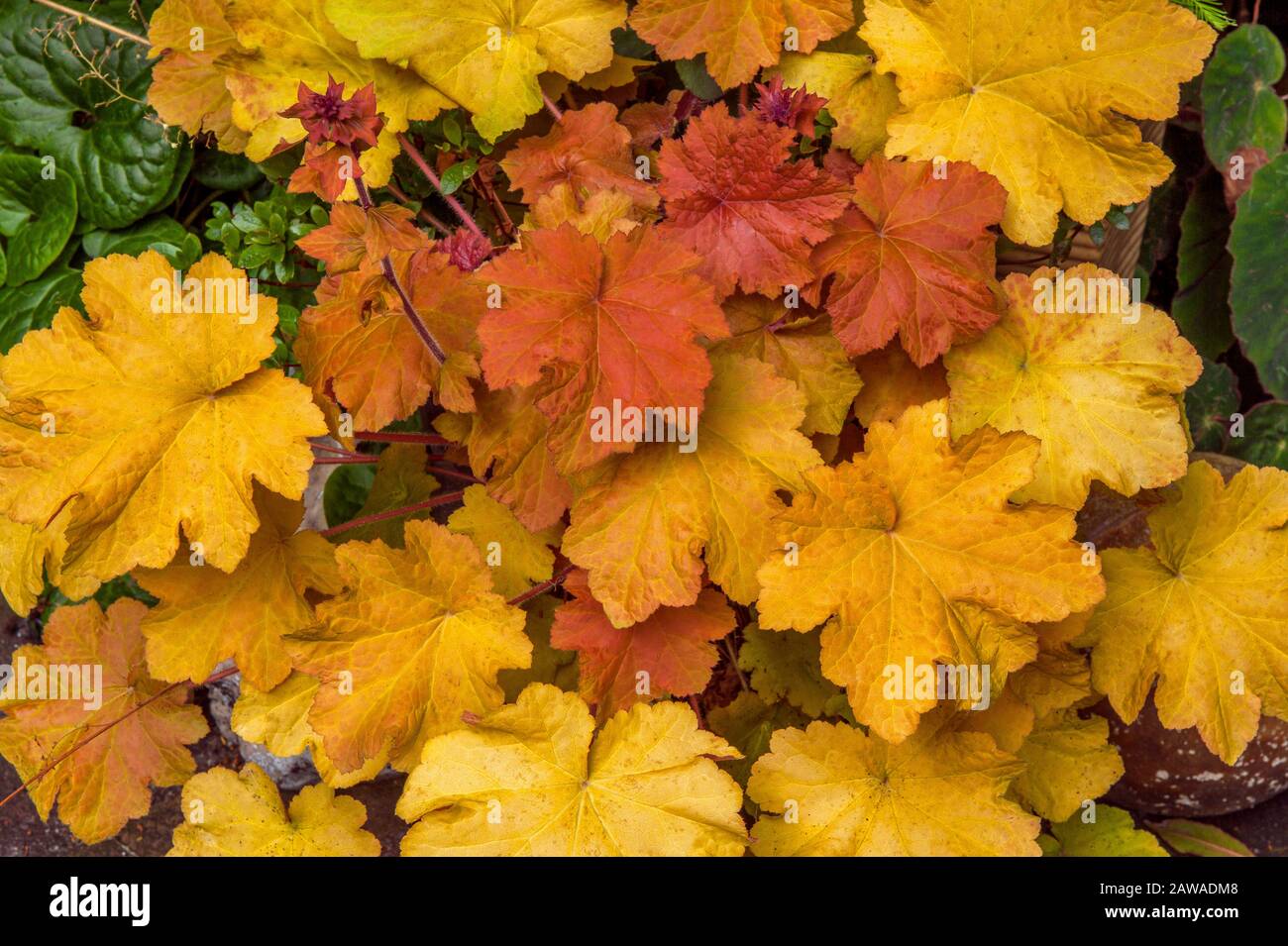 Heuchera, Saxifrage, Cypress Garden, Mill Valley, Kalifornien Stockfoto