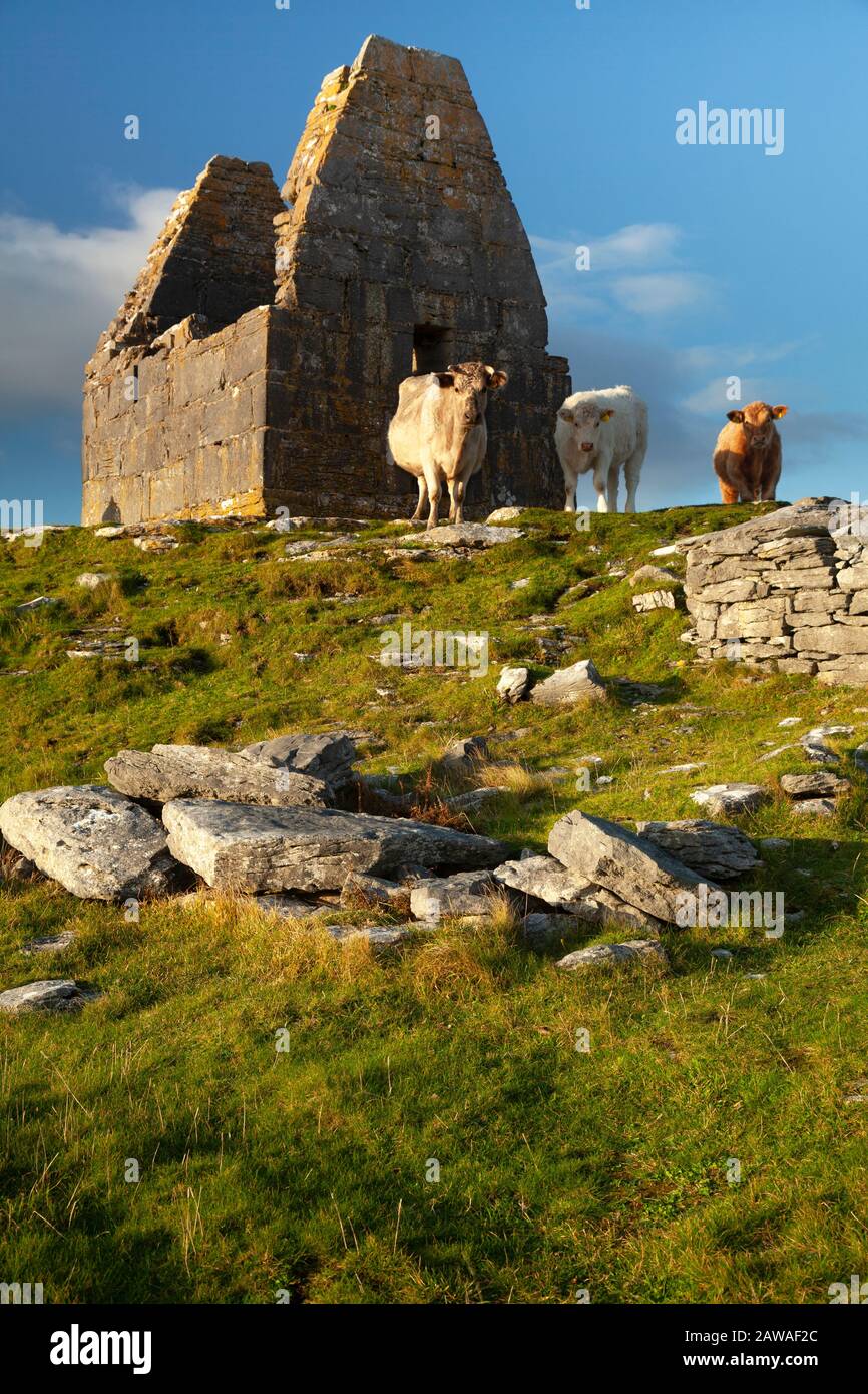 Die Kirche von St. Benan auf der Insel Inishmore, die größte der Aran Inseln auf dem Wilden Atlantikweg in Galway Ireland Stockfoto Die Kirche von St. Benan auf der Insel Inishmore, die größte der Aran Inseln auf dem Wilden Atlantikweg in Galway Ireland Stockfoto