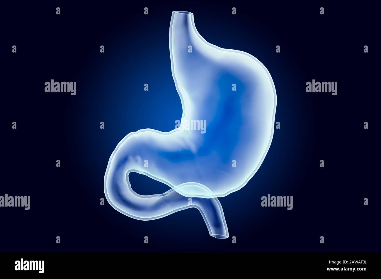 Magen des Menschen, Röntgenhologramm. 3D-Rendering auf dunkelblauem Hintergrund Stockfoto