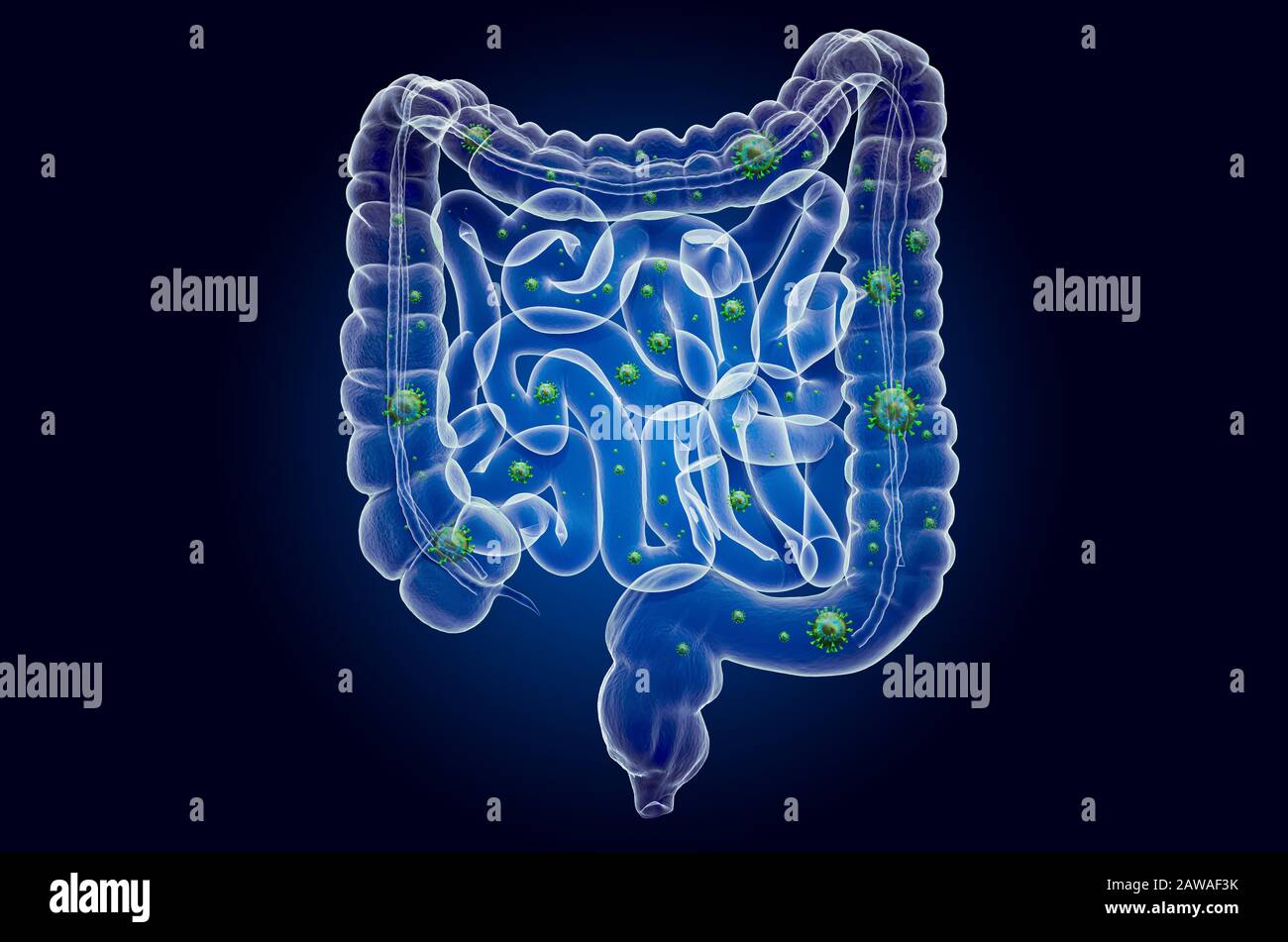 Humaner Darm mit Virus, Geisterlichteffekt, Röntgenhologramm. 3D-Rendering auf dunkelblauem Hintergrund Stockfoto