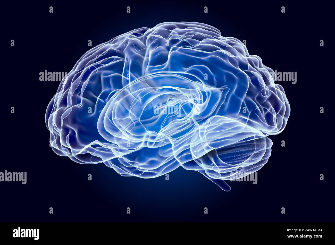 Menschliches Gehirn, Röntgenhologramm. 3D-Rendering auf dunkelblauem Hintergrund Stockfoto