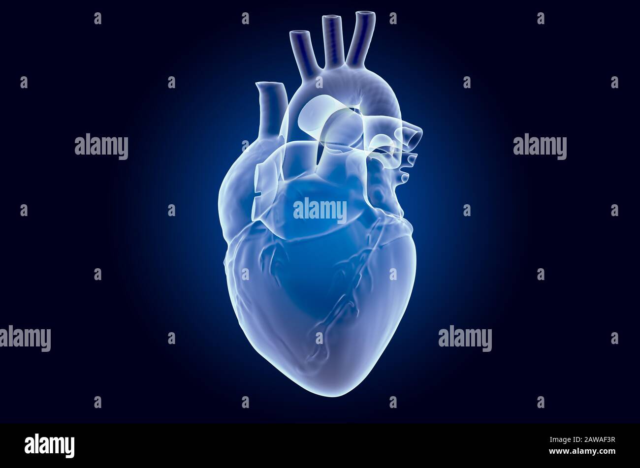 Menschliches Herz, Röntgenhologramm. 3D-Rendering auf dunkelblauem Hintergrund Stockfoto