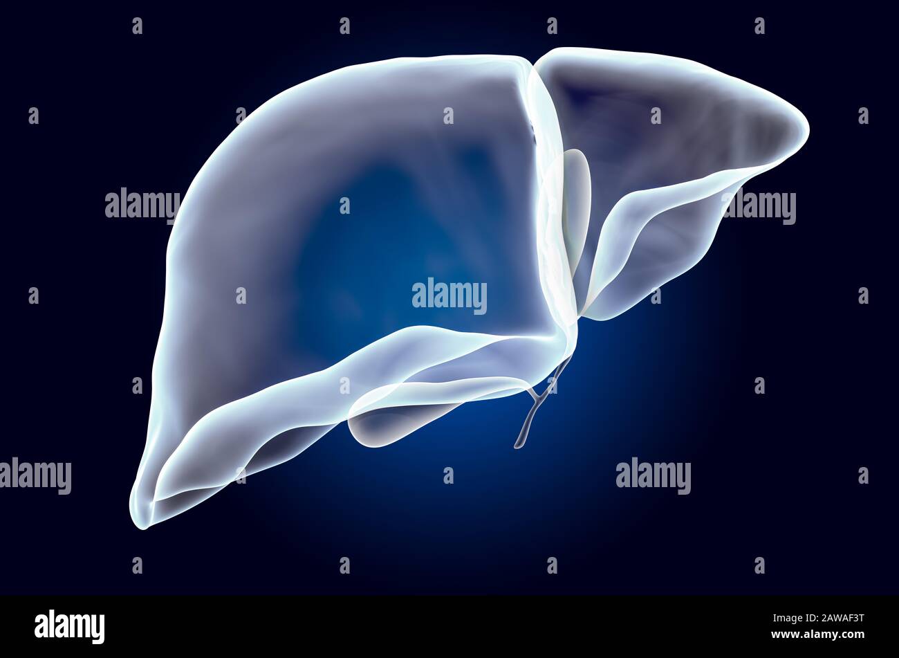 Menschliche Leber mit Gallenblase, Röntgenhologramm. 3D-Rendering auf dunkelblauem Hintergrund Stockfoto