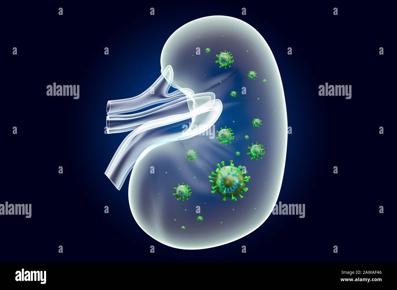 Niere mit Virus, Geisterlichteffekt, Röntgenhologramm. 3D-Rendering auf dunkelblauem Hintergrund Stockfoto