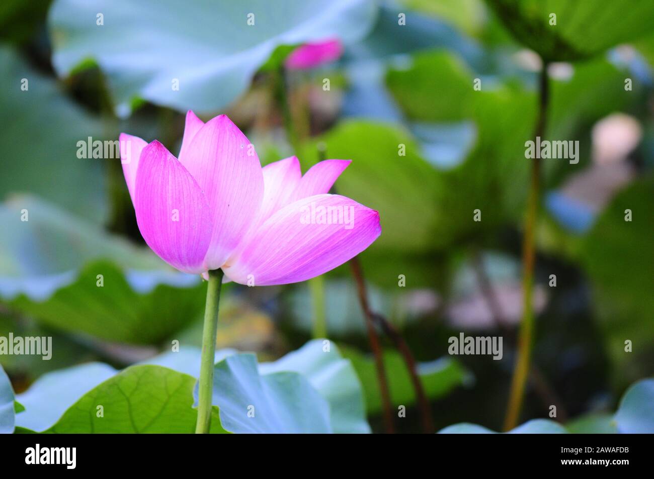 Blühen des rosafarbenen lotos Stockfoto