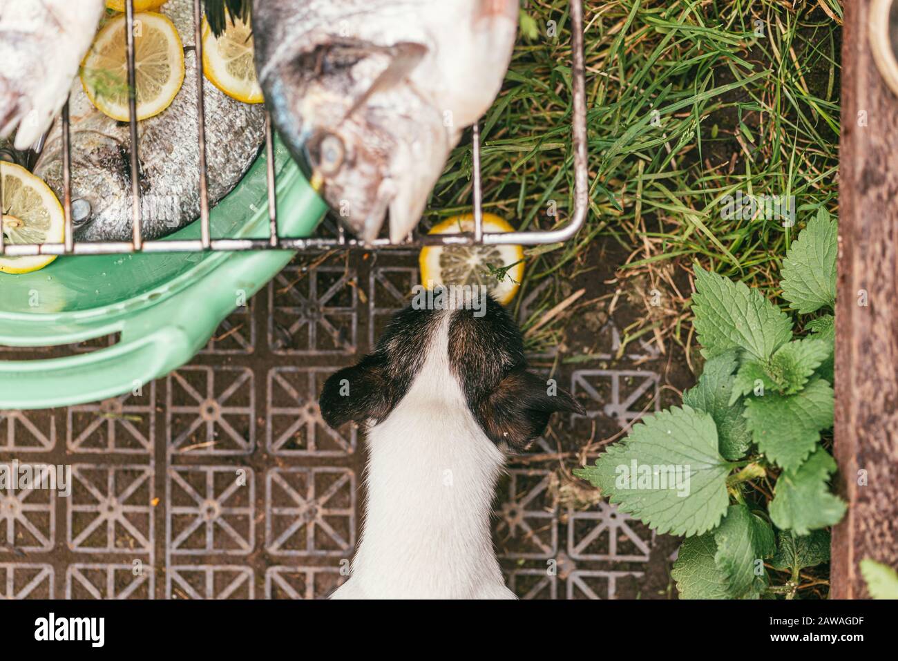 Frischer und roher Fisch mit Zitrone und Petersilie auf dem Gittergrill im Garten im Sommer bereit und warten auf den rost. Und ein wenig Chihuahua Hundeschnuppen Stockfoto