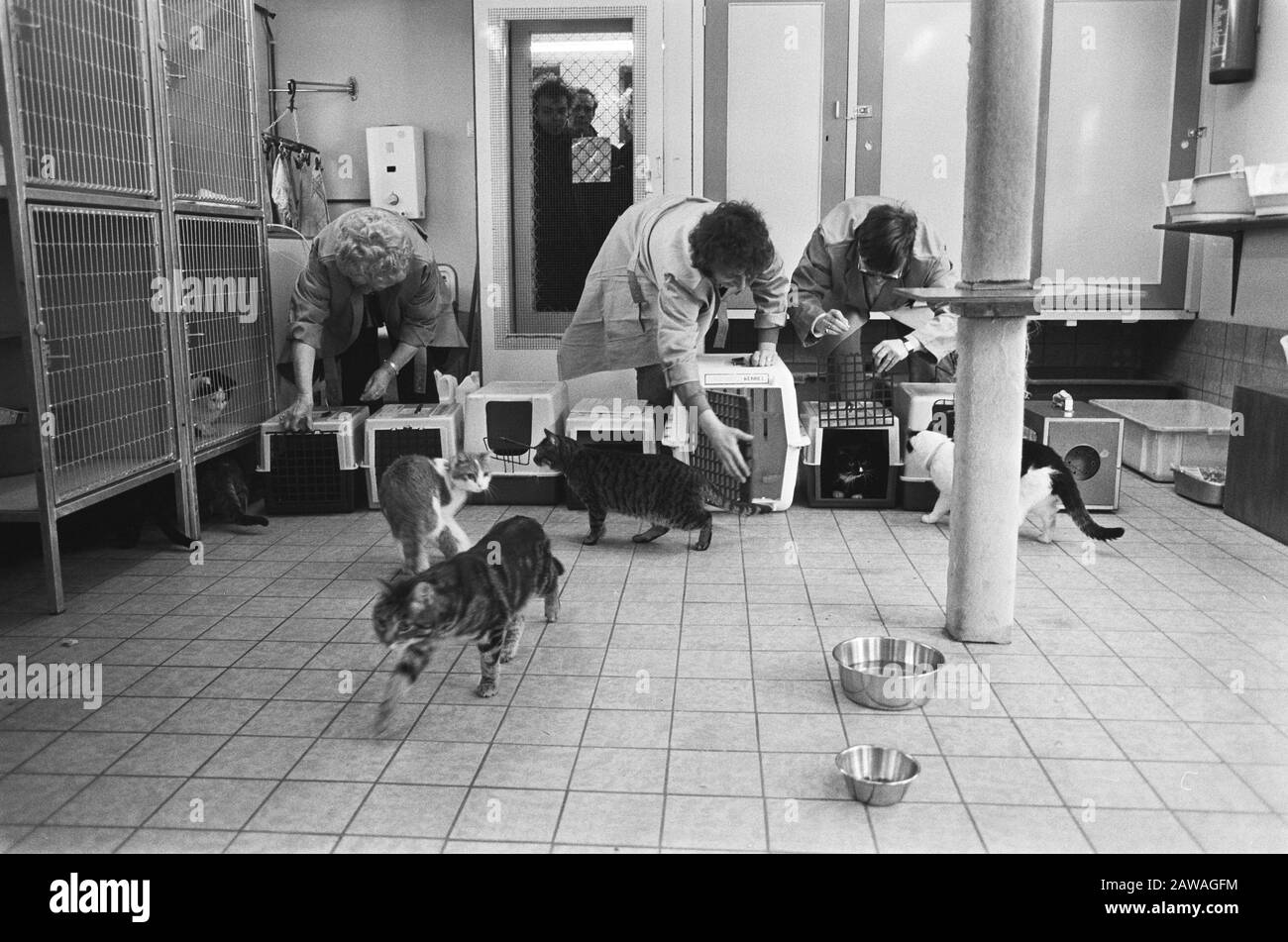 Poezenboot am Singel Canal in Amsterdam Frau H. von Wealth (l.) Und mehrere Mitarbeiter öffnen Käfige Poezenboot am Singel Canal in Amsterdam Datum: 21. Februar 1986 Standort: Amsterdam, Nordholland Schlüsselwörter: Tierunterkünfte, Katzen Personenname: Opulenz, H. van Stockfoto