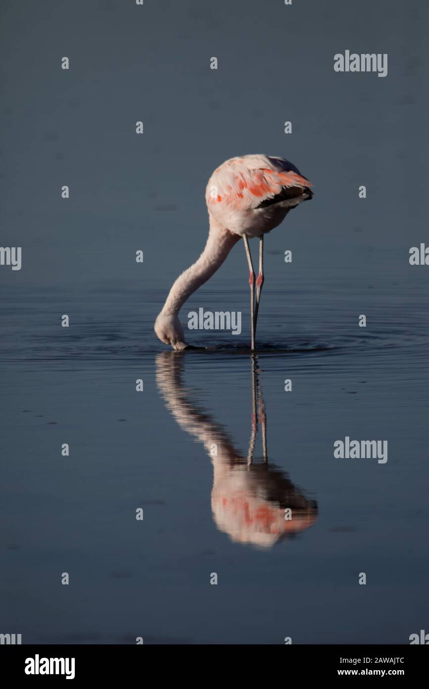 flamingo Essen in den altiplanischen Lagunen Stockfoto