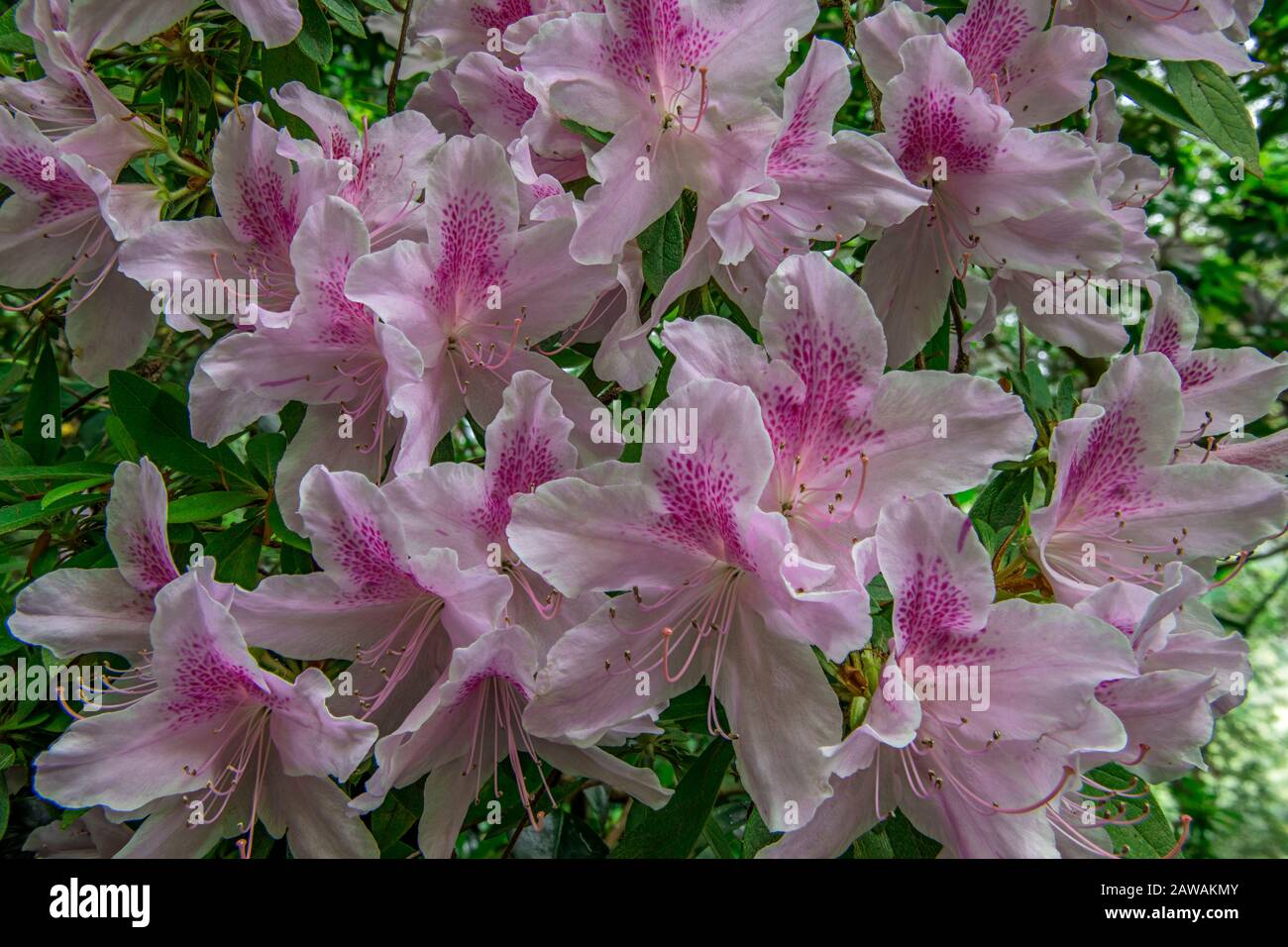 Azalea, Cypress Garden, Mill Valley, Kalifornien Stockfoto
