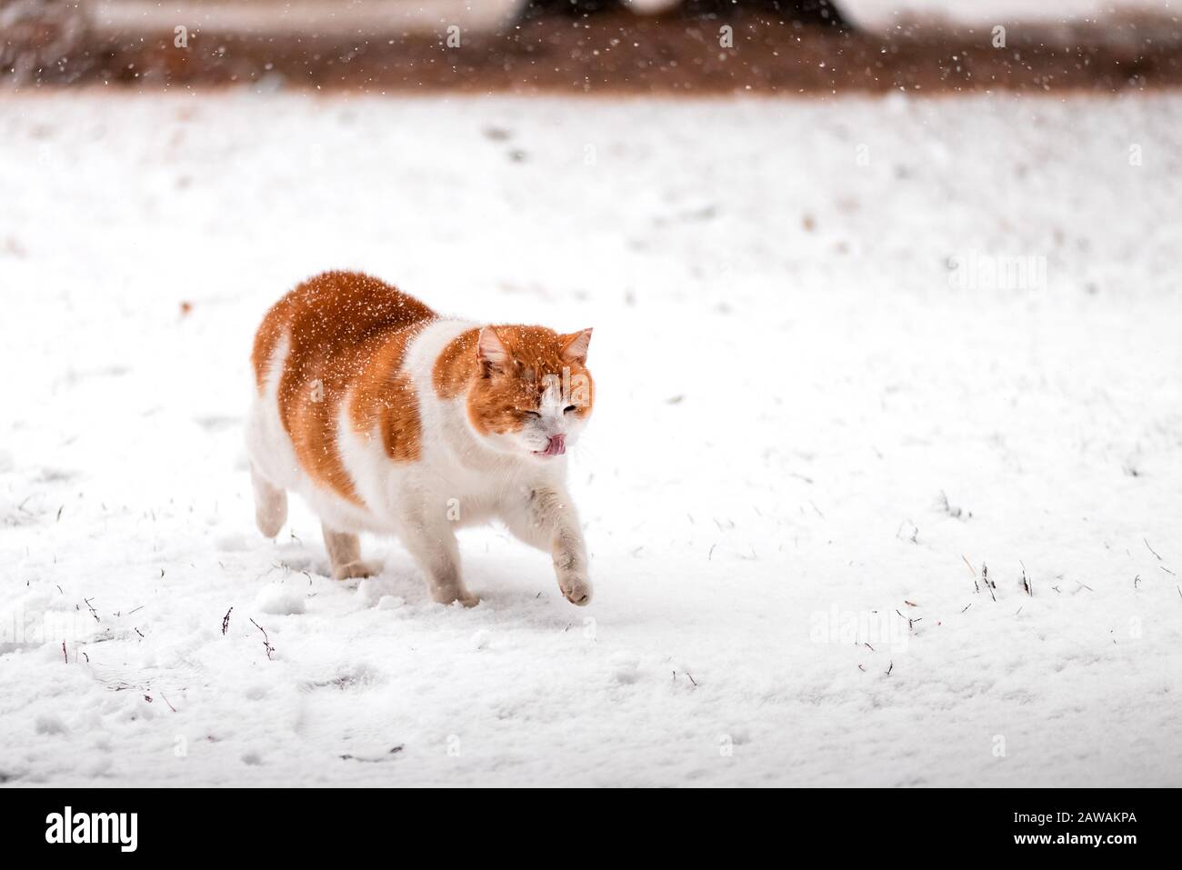 Orange und weiße Katze, die draußen im Schnee läuft und seine Nase leckt Stockfoto