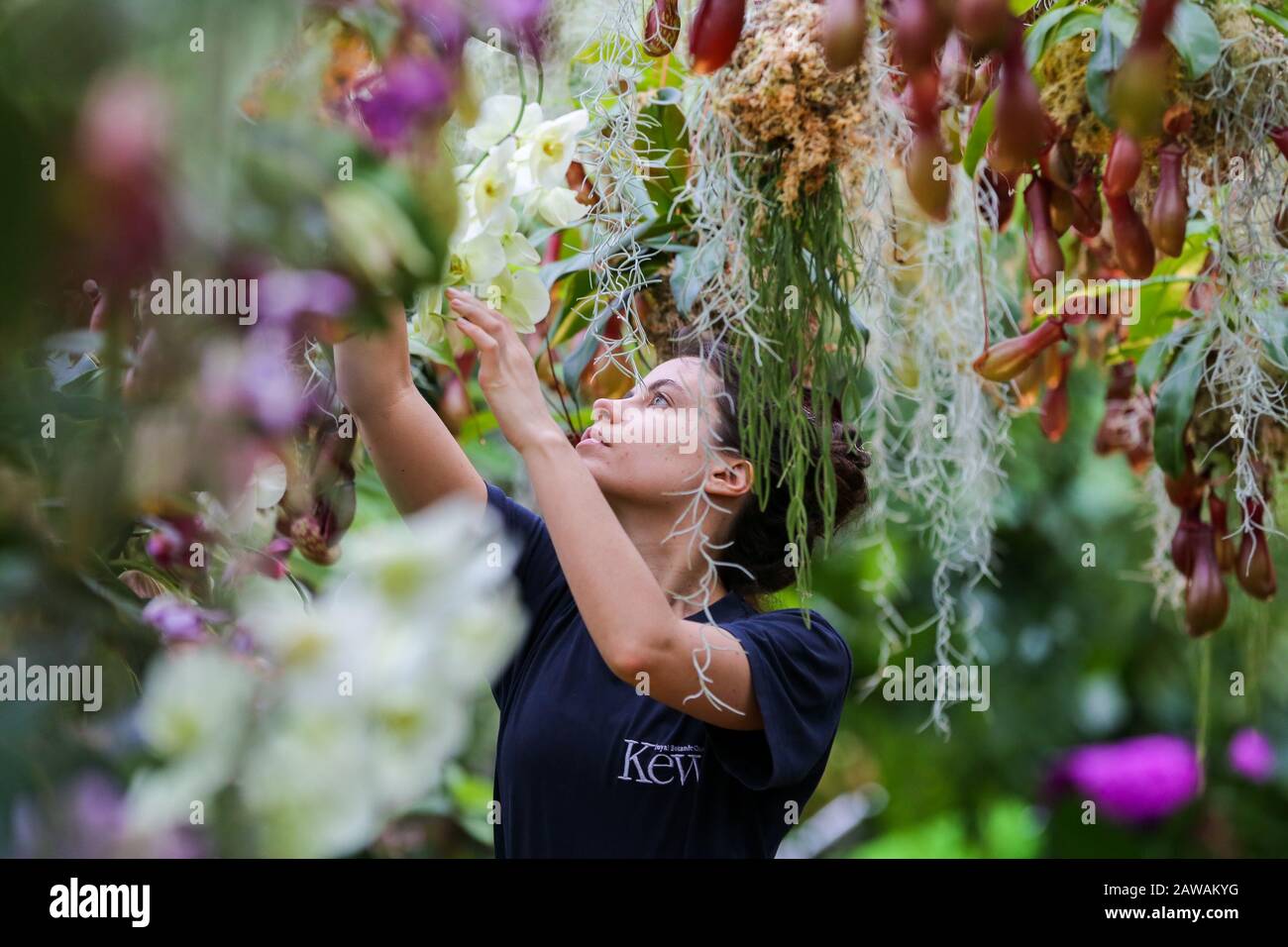 Kew Lehrling Alice McKeever wendet die letzte Note auf 'Nepenthes Tobacco' Orchids während einer Pressevorschau des 25. Kew Orchid Festivals im Kew Royal Botanical Gardens an. Das diesjährige Thema ist rund um die Wunder Indonesiens und das Festival läuft vom 8. Februar bis 8. März 2020. Stockfoto