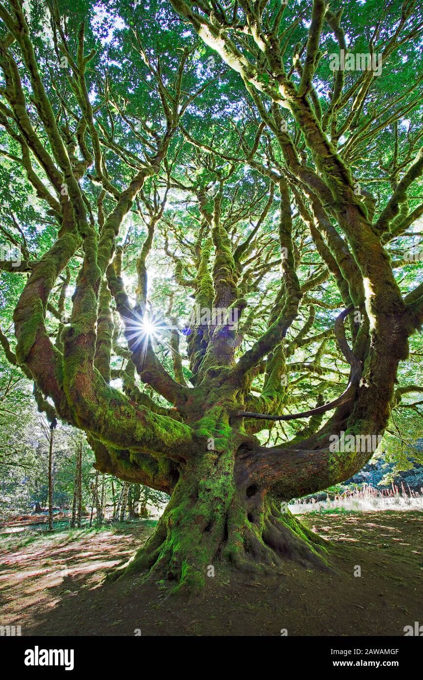 Gigantischer moosbedeckter Bigleaf Maple (Acer macrophyllum) am Lake Crescent, Olympic National Park, Washington, USA. Stockfoto