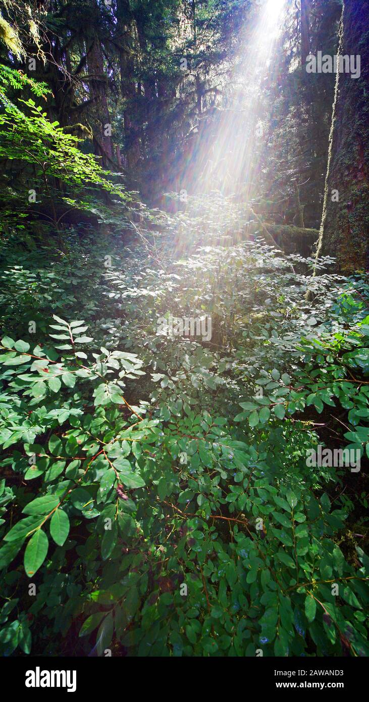 Tageslicht entlang des Sol Duc River im Olympic National Park des Staates Washington Stockfoto