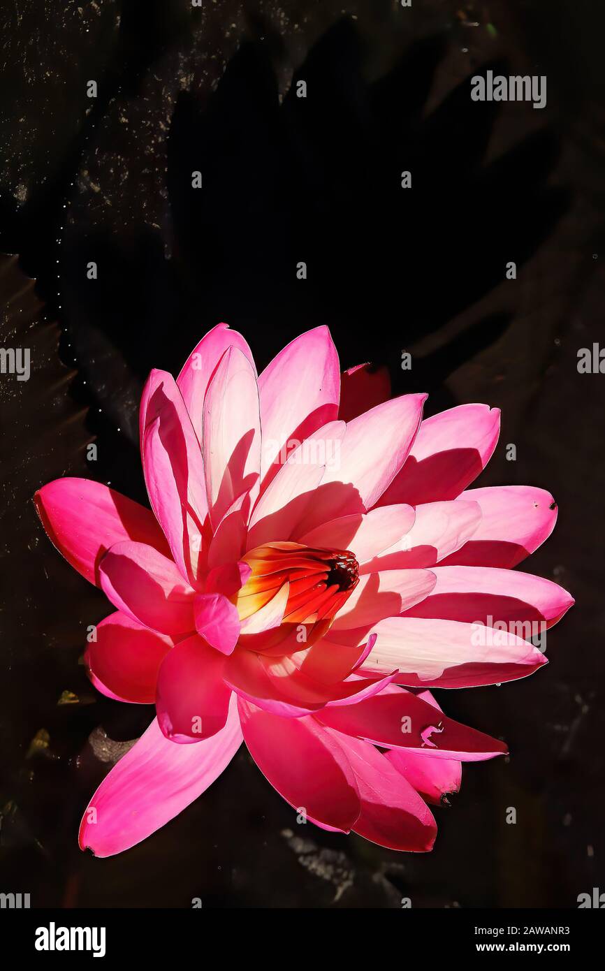 Blumen: Eine rosafarbene Seerose mit großen Kronblättern schwimmt an einem Sommertag im Teich bei den botanischen Gärten. Stockfoto