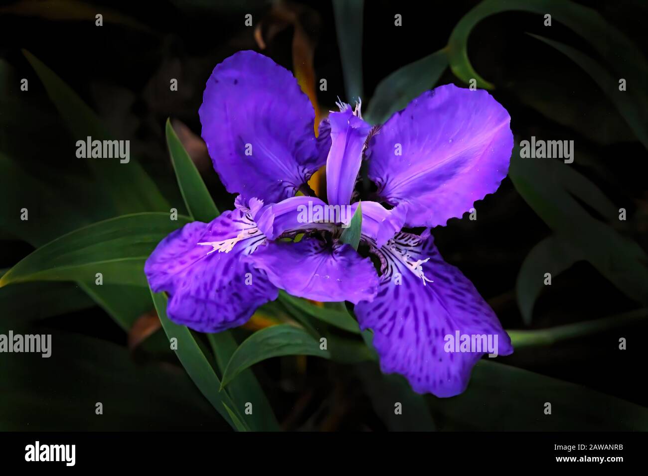 Blumen: Eine schöne lilafarbene Lilie unter den grünen Blättern im Botanischen Garten draußen im Sommer. Stockfoto