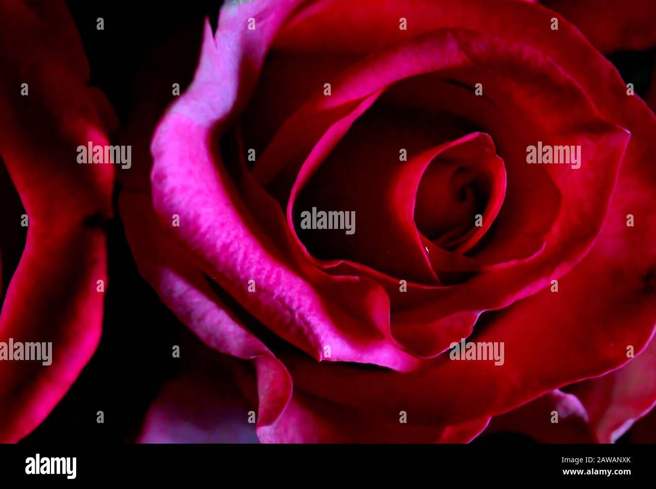 Blumen: Ein sehr enger Schuss von einer schönen roten Rose, mit schönen Samtblüten... Pünktlich zum romantischen valentinstag. Stockfoto