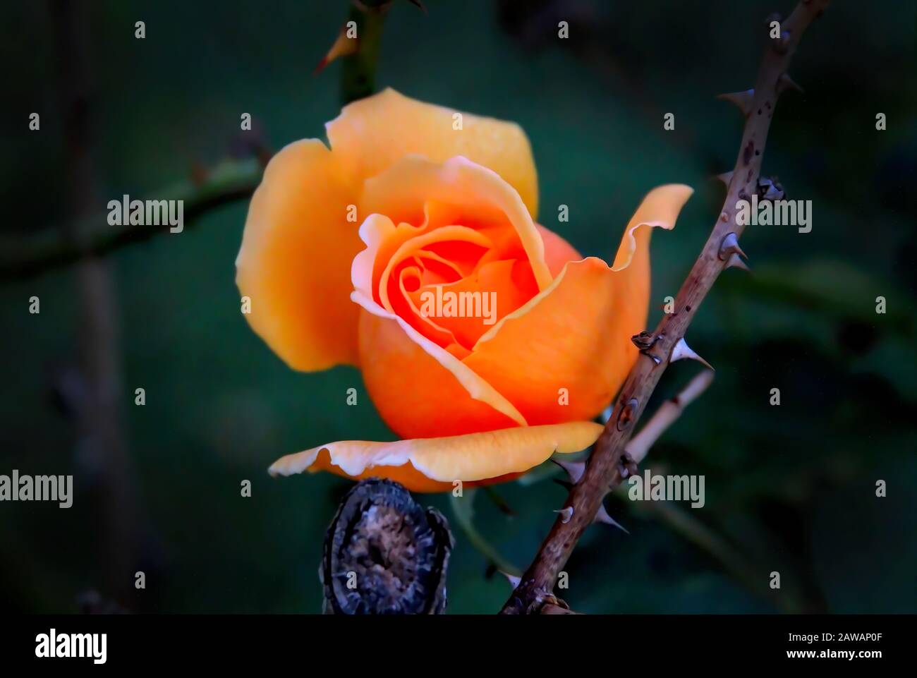 Blumen: Eine wunderschöne orangefarbene Rose mit schönen Blütenblättern in Blüte, eine romantische Geste. Stockfoto