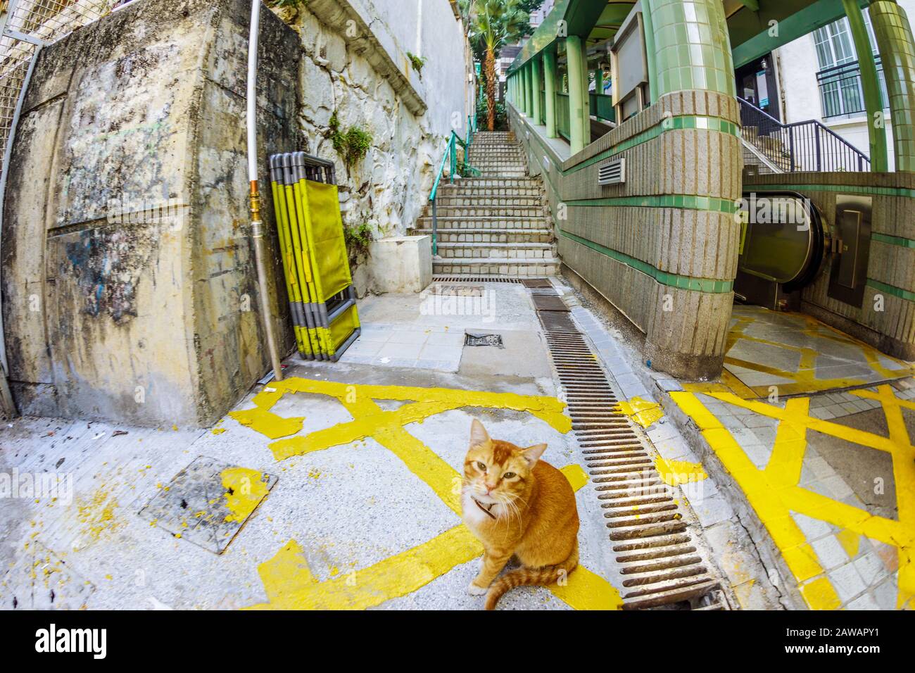 Eine verschnaufende Katze in der Mitte der Rolltreppe zwischen Hollywood und Shelley St, Soho Nachtlebensviertel in Hongkong in China. Stockfoto