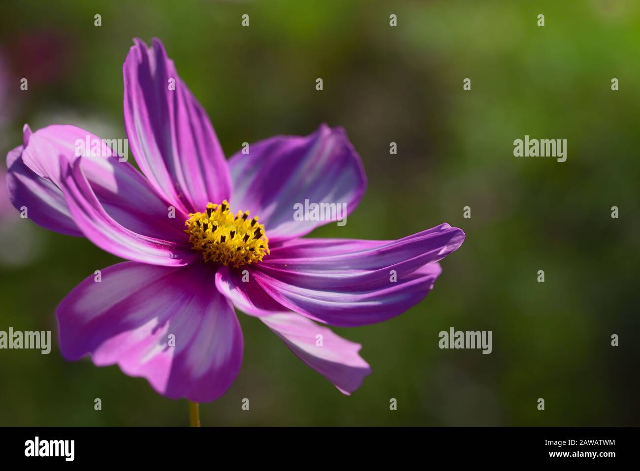Nahaufnahme einer leuchtend rosafarbenen Wiesenblume mit Pollen im Sommer in der Sonne Stockfoto