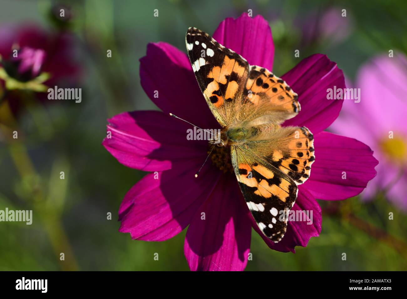 Nahaufnahme eines bunten Schmetterlings auf einer Blüte einer Blumenwiese im Sommer in Deutschland Stockfoto