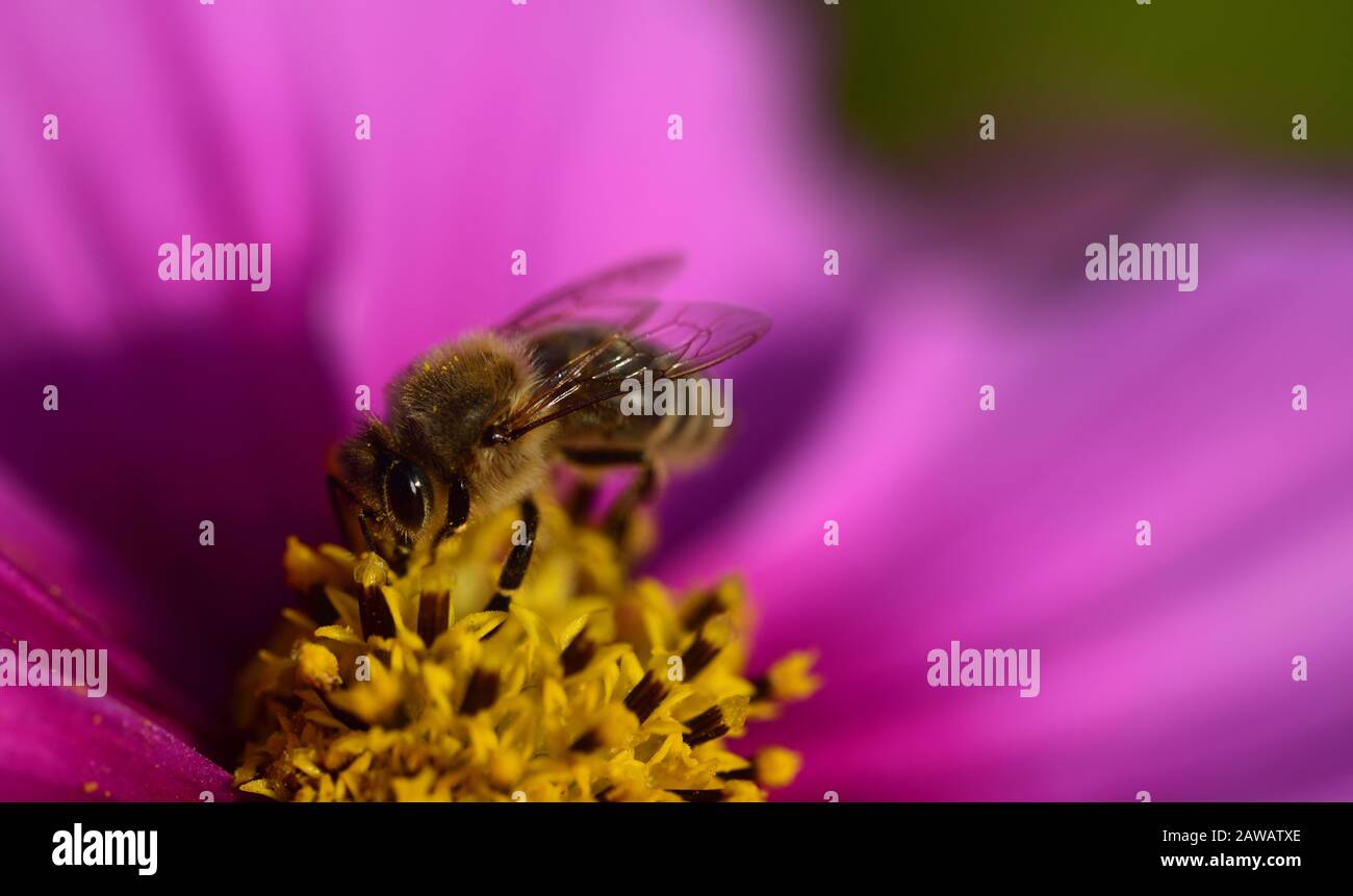 Nahaufnahme einer leuchtend rosafarbenen Wiesenblume mit gelbem Pollen und einer Honigbiene, die im Sommer nach Nahrung sucht Stockfoto