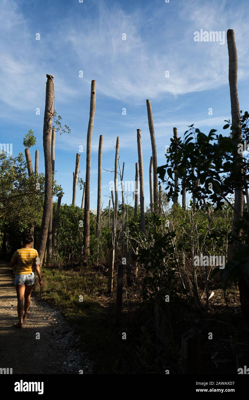 Eine Frau geht 16 Jahre nach dem Schaden dieser Bäume durch die Hurrikane Jeanne und Frances auf dem Nature Trail im Florida Oceanographic Coastal Center. Stockfoto