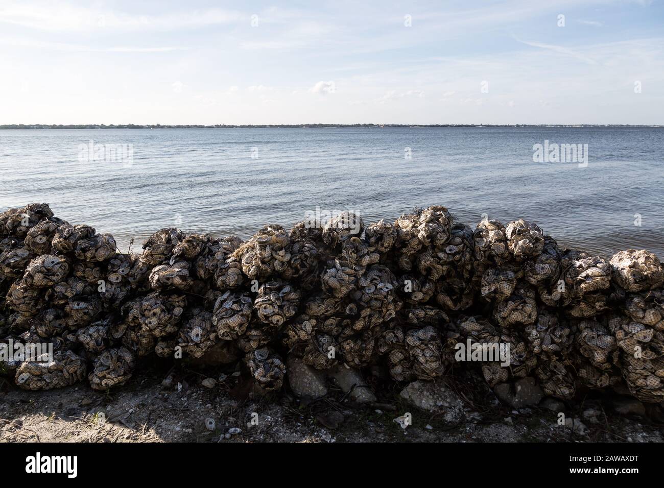 Muscheln werden verpackt und stapelt und können im Rahmen des Oyster Reef Reef Restoration Project im Florida Oceanographic Coastal Center in Stuart eingesetzt werden. Stockfoto