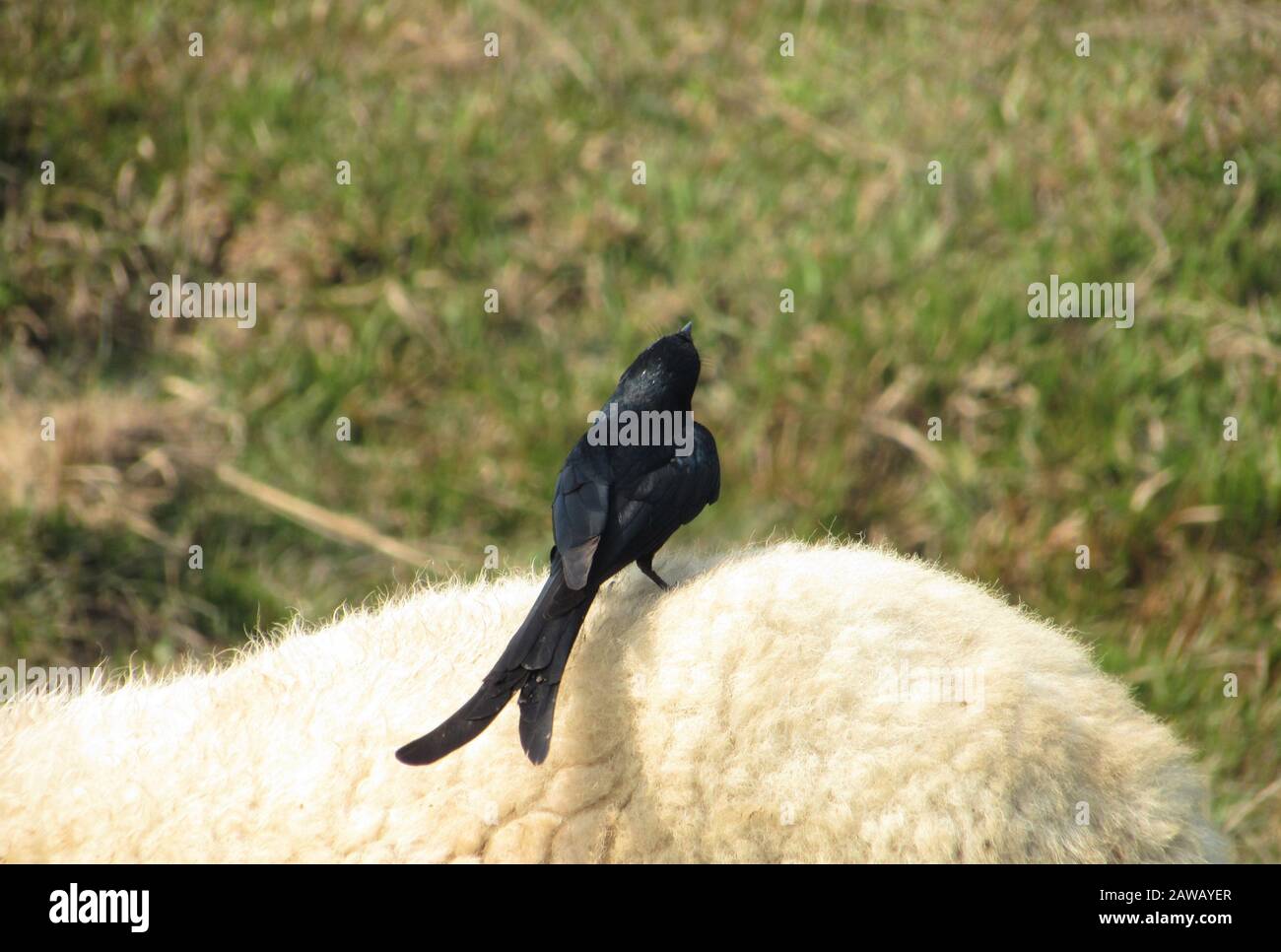 Rupandehi & Nawalparasi Different Area fotografieren diesen Vogel & Geier & Landschaft . Stockfoto