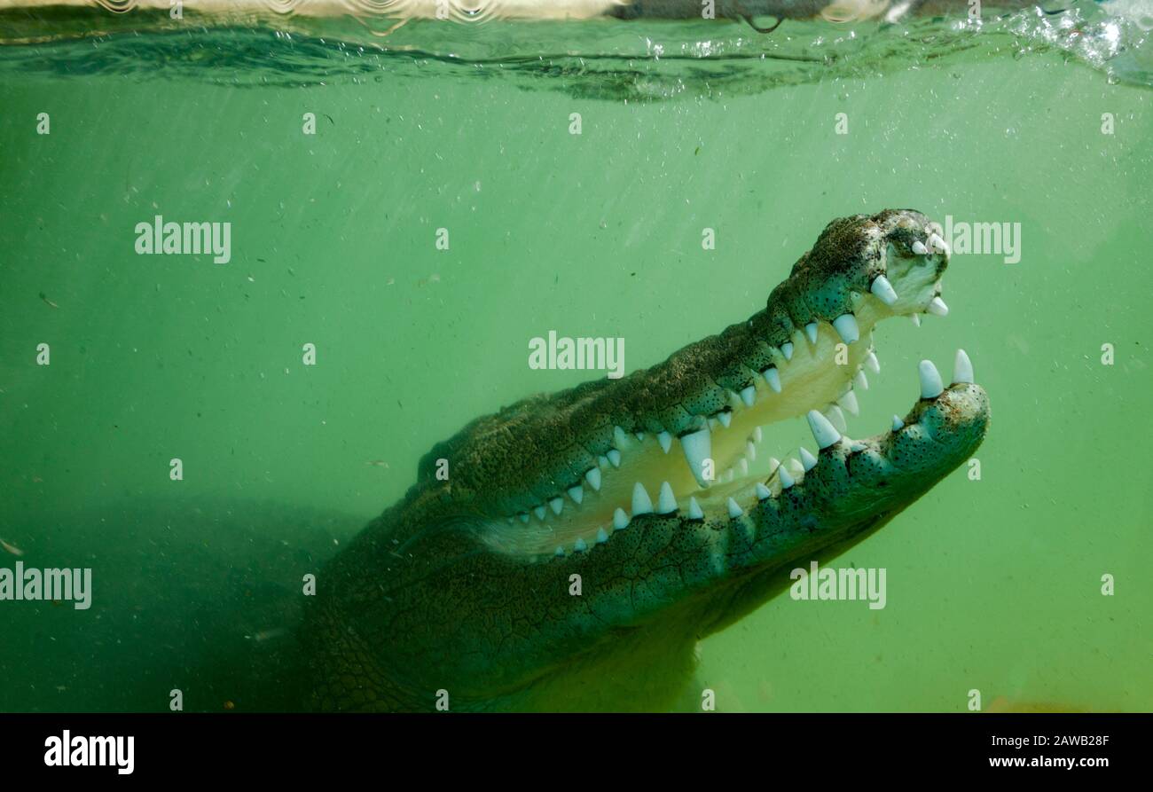 Großes Krokodil unter Wasser fotografiert Stockfoto